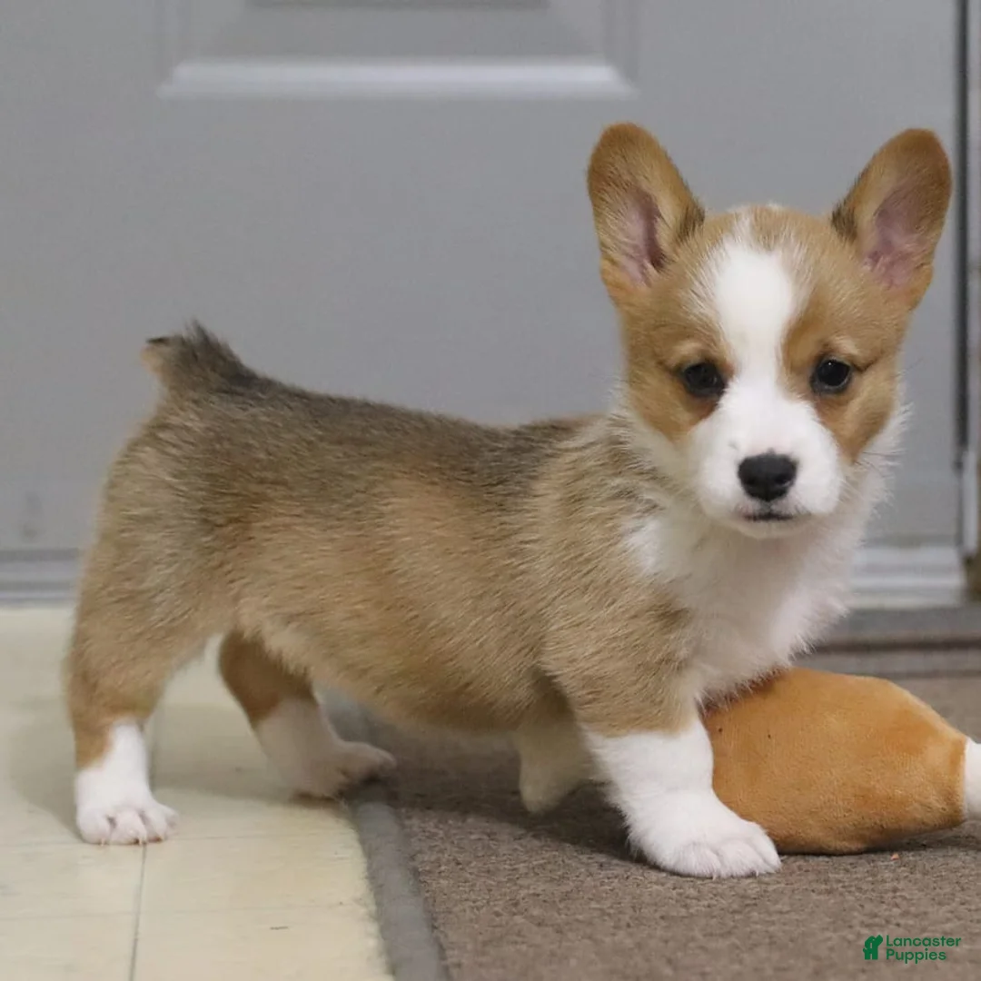 Gallery Image {{count}}