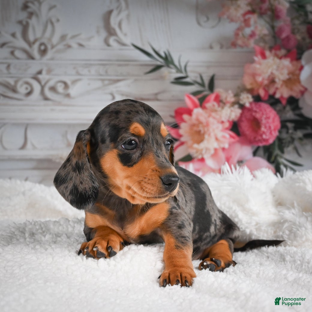 Miniature Dachshund dogs AKC-Gina - Ad 2