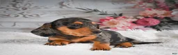Miniature Dachshund dogs for sale: AKC-Gina - Ad 2