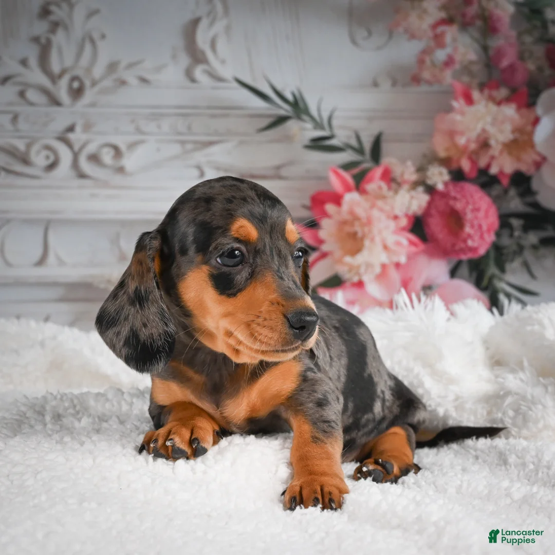 Miniature Dachshund dogs for sale: AKC-Gina - Ad 2