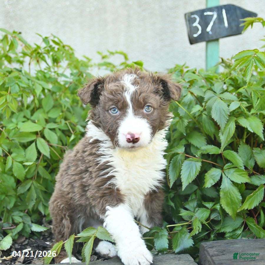 Border Collie dogs Casper  - Ad 1