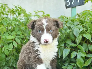 Border Collie dogs for sale: Casper - Ad 2