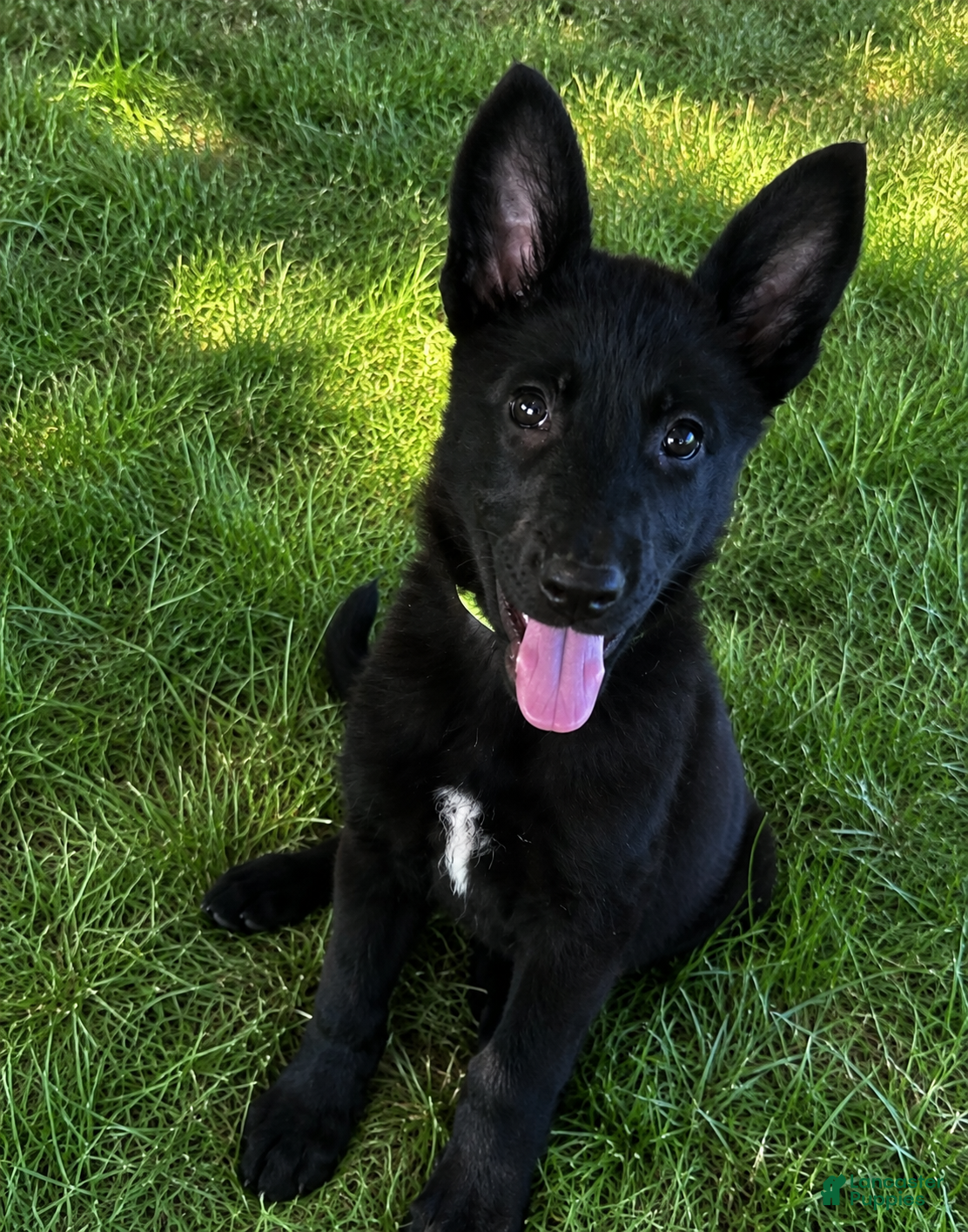 German Shepherd dogs Clover - Ad 2