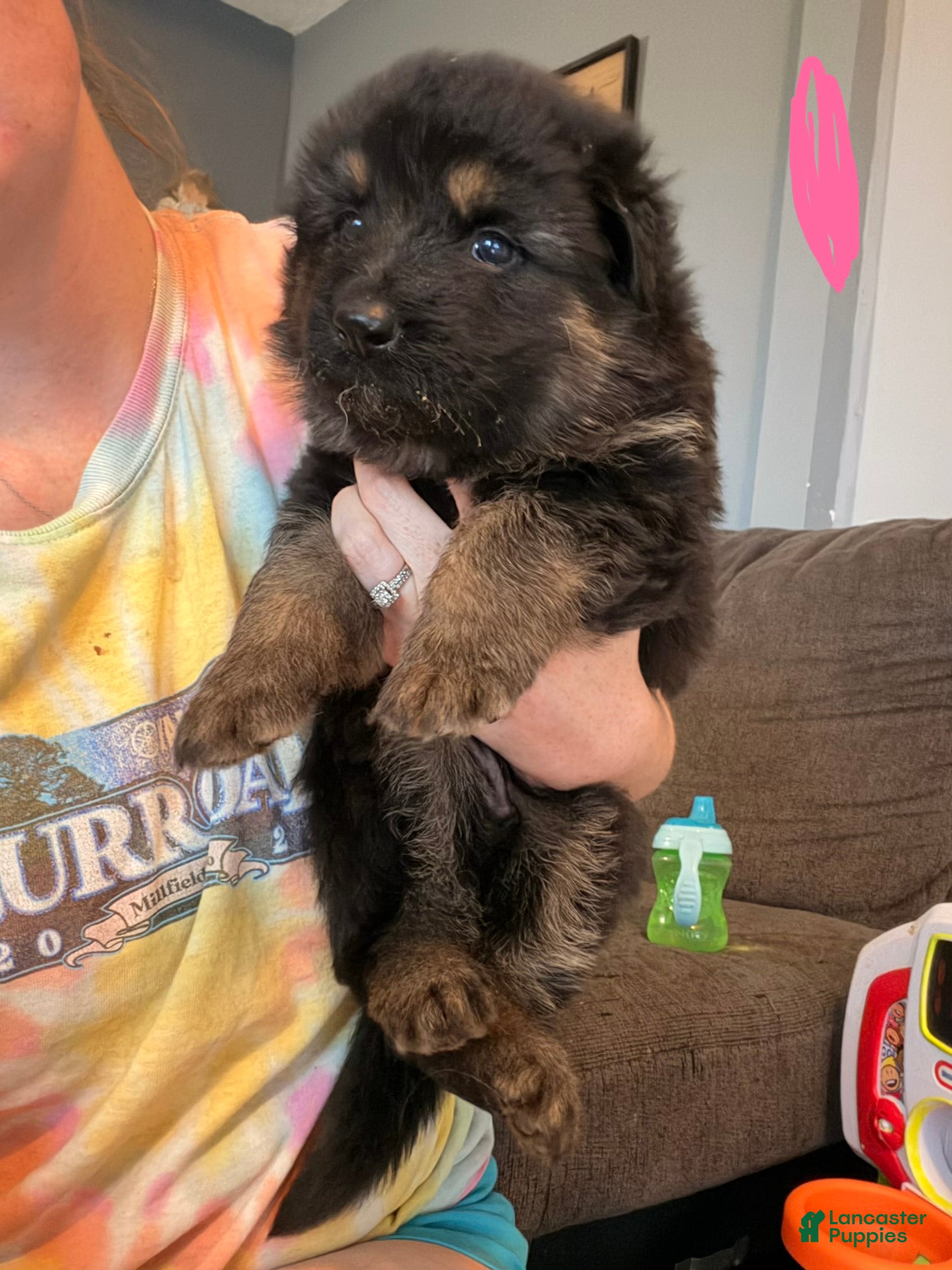 German Shepherd dogs German Shepherd Puppy 4- Pink Female - Ad 34