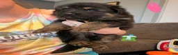 German Shepherd dogs for sale: Long Coat German Shepherd- Pink Female - Ad 4