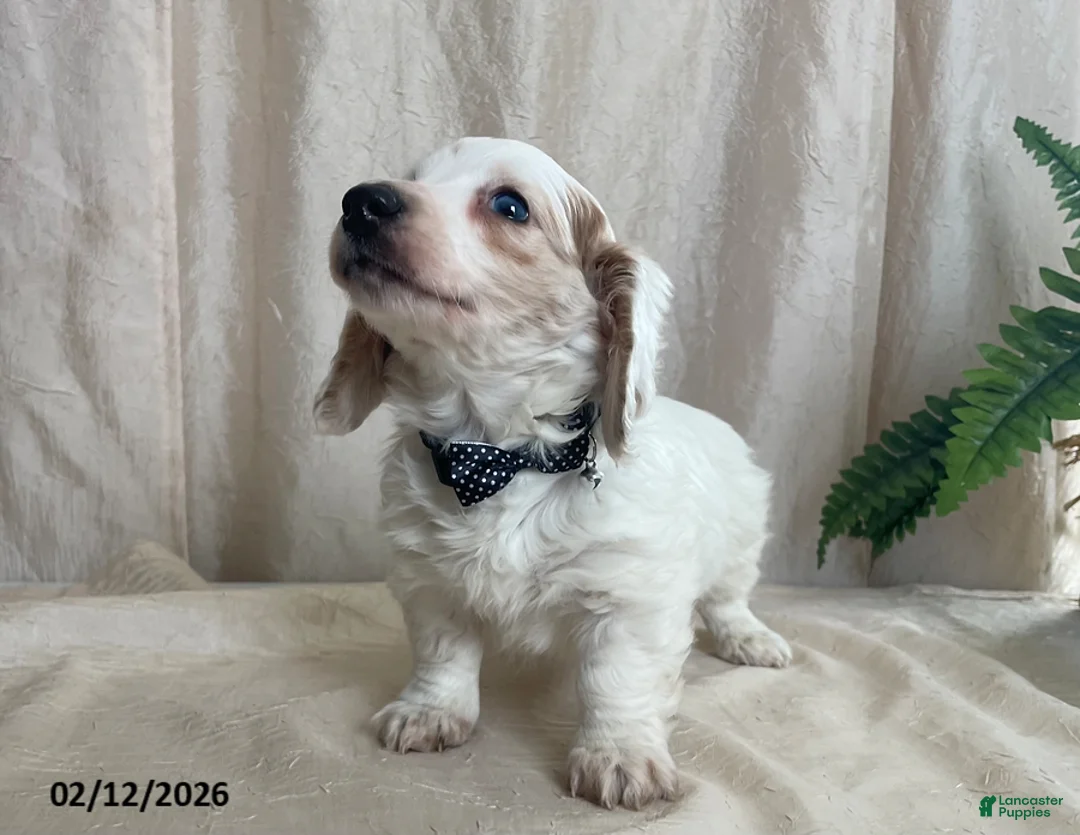 Miniature Dachshund dogs for sale: Valentine - Ad 8