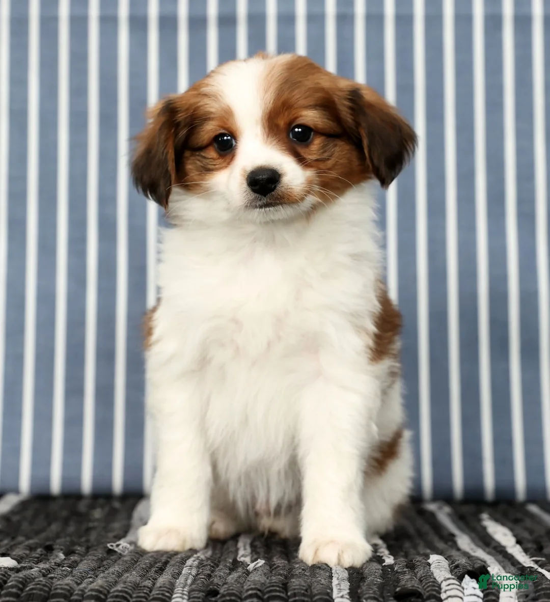 Papillon dogs for sale: Matson - Ad 3