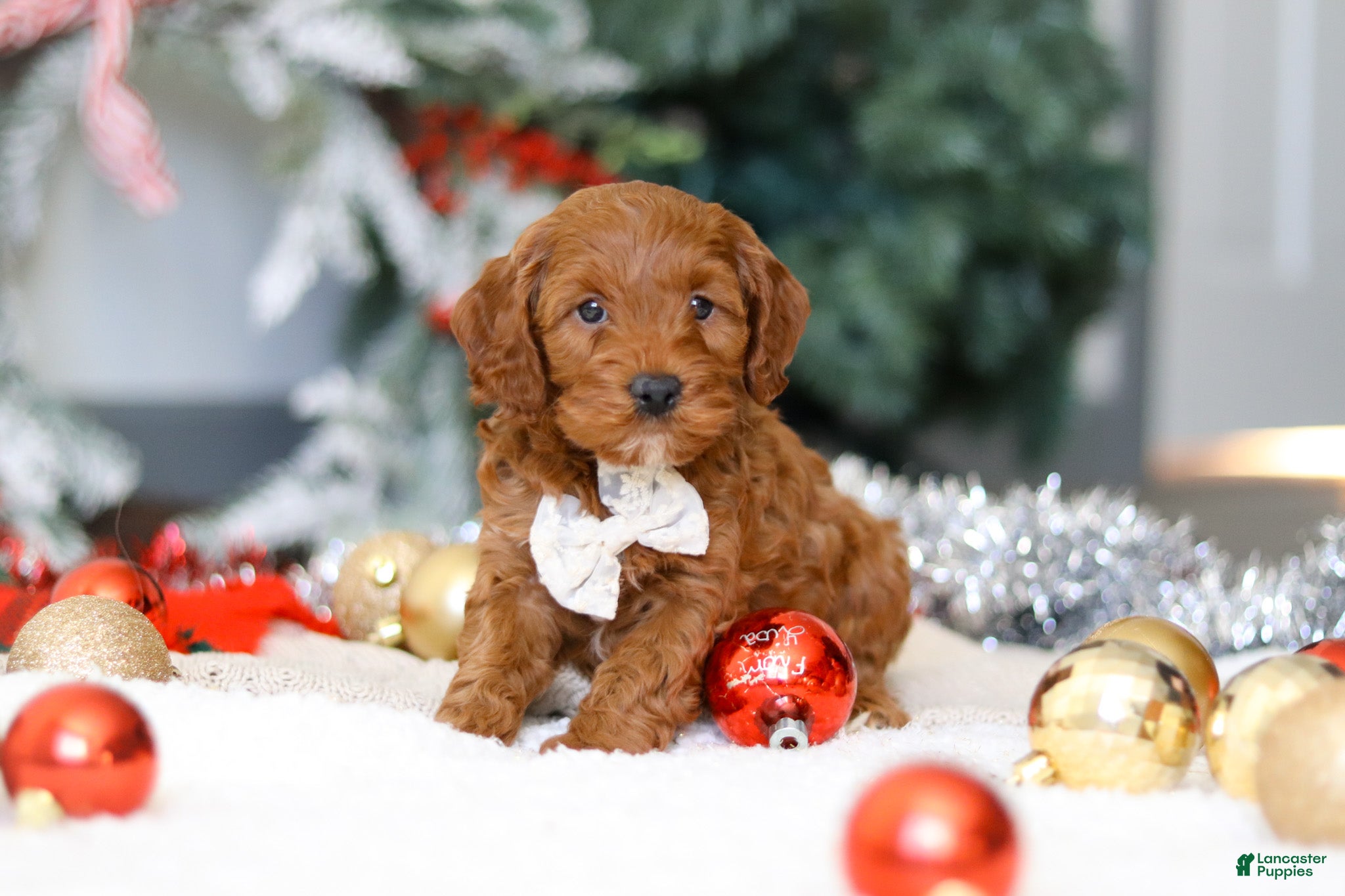 Cockapoo dogs Tristan - Ad 11