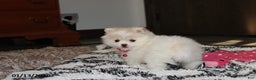 Pomeranian dogs for sale: Allie - Ad 8