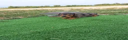 Dachshund dogs for sale: Melony - Ad 4