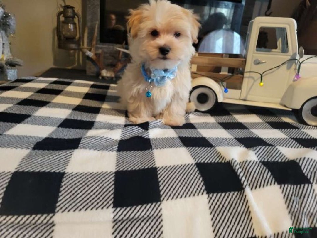 Morkie dogs for sale: Teddy - Ad 5