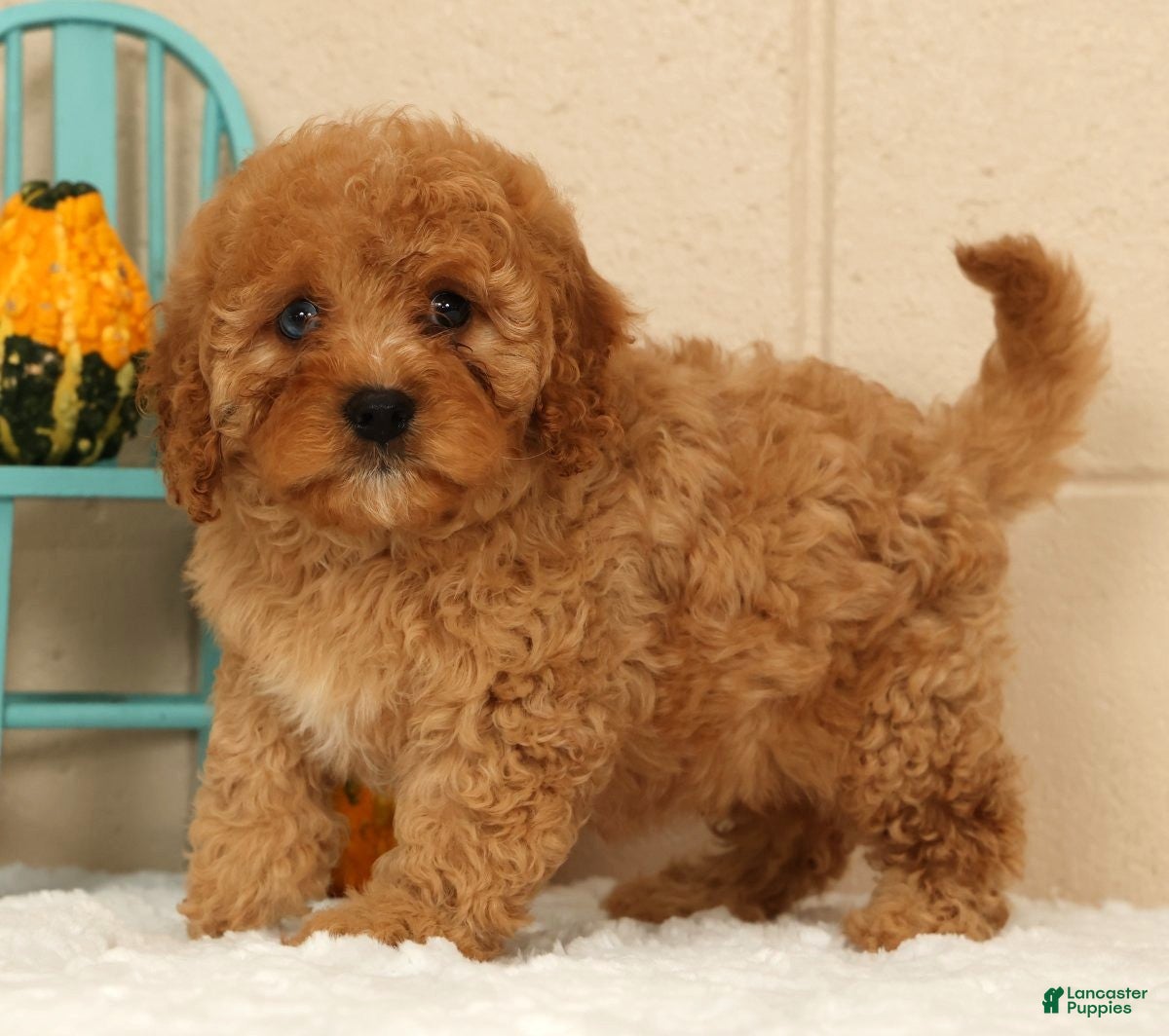 Cavapoo dogs Avery - Ad 1