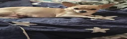 Chihuahua dogs for sale: Chihuahua 2 M - Ad 7