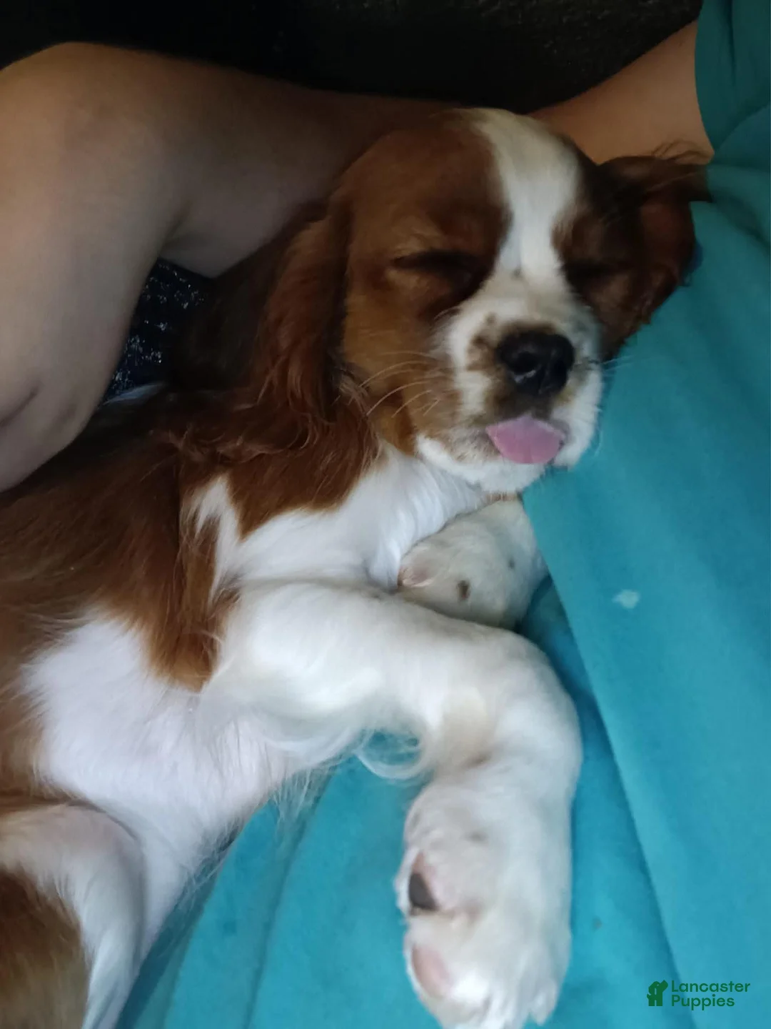 Cavalier King Charles Spaniel dogs for sale: Jane - Ad 5