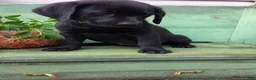 Labrador Retriever dogs for sale: Mia - Ad 4
