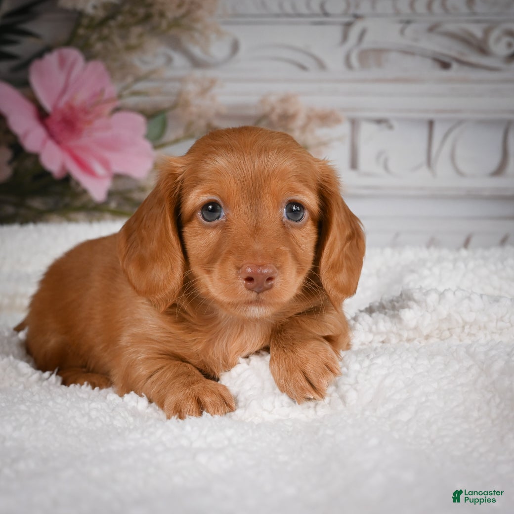 Miniature Dachshund dogs for sale: AKC-Bobby - Ad 10