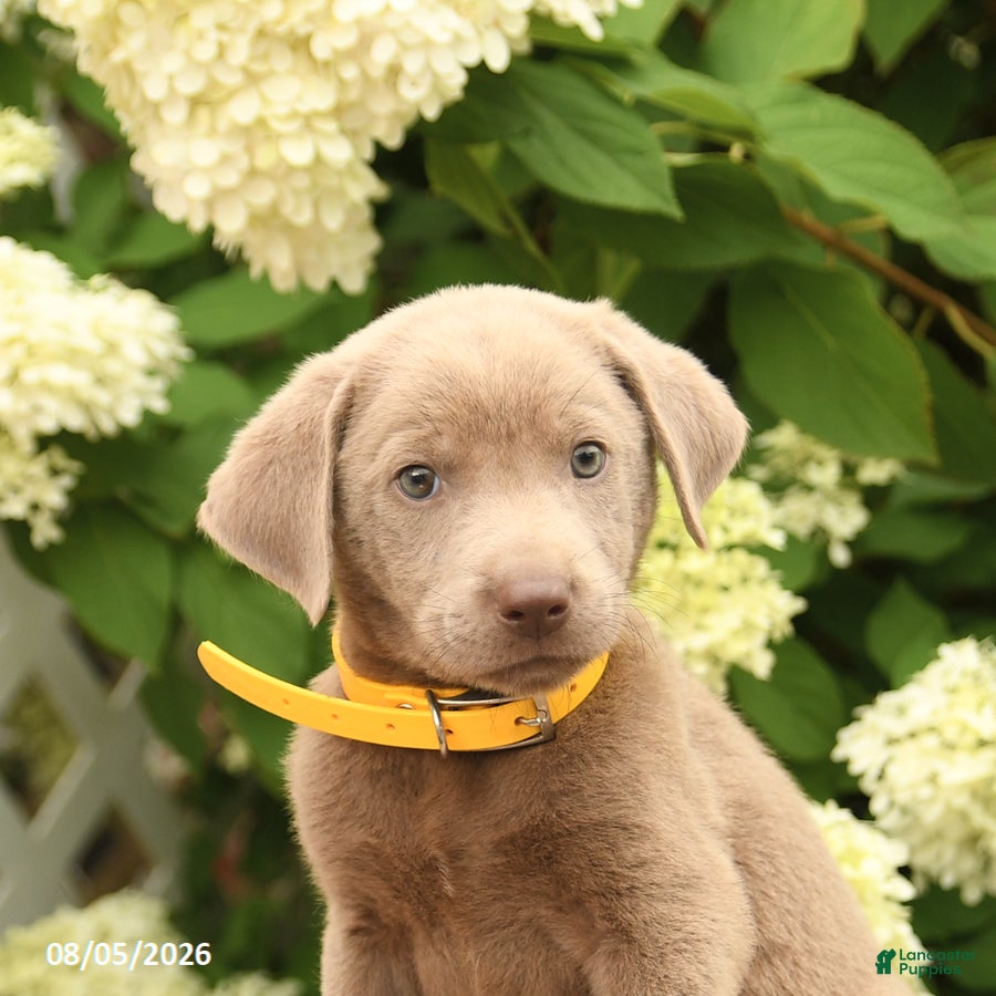 Labrador Retriever dogs Malcolm - Ad 2
