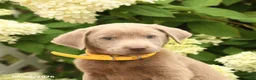 Labrador Retriever dogs for sale: Malcolm - Ad 2