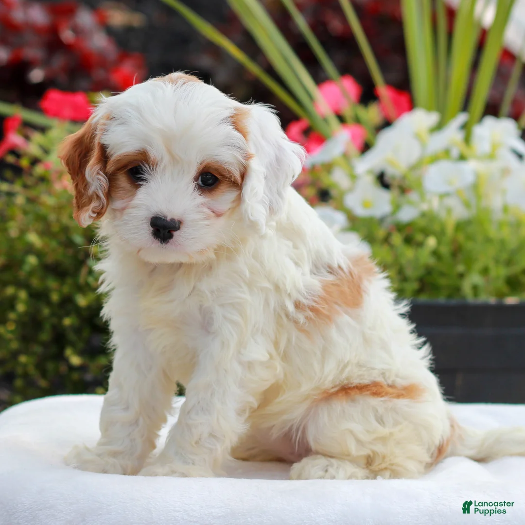 Cavapoo dogs for sale: Wendy  - Ad 2