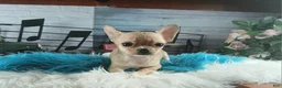 Chihuahua dogs for sale: Nationwide delivery. Teacup fawn boy - Ad 4