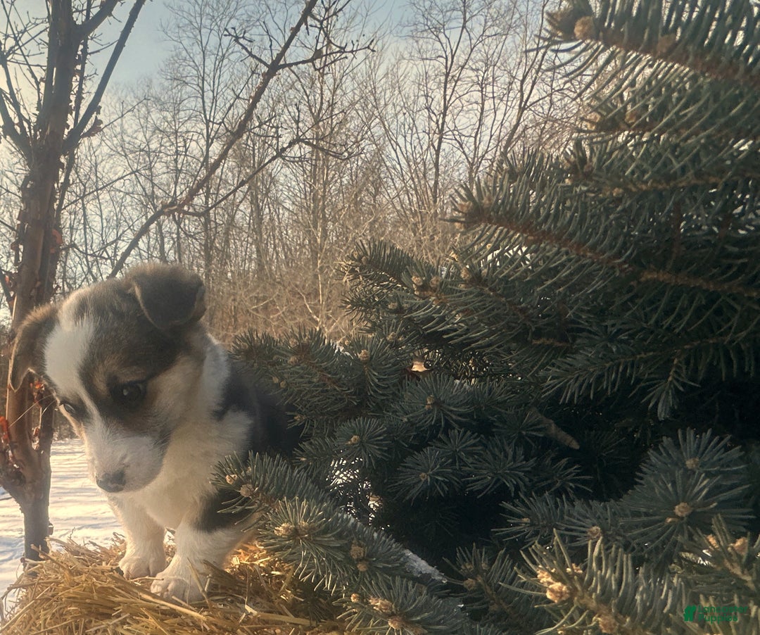 Welsh Corgi Pembroke dogs for sale: Welsh Corgi Pembroke Puppy 1 - Ad 10