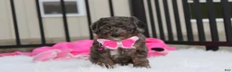 Miniature Poodle dogs for sale:  Brinley - Ad 9