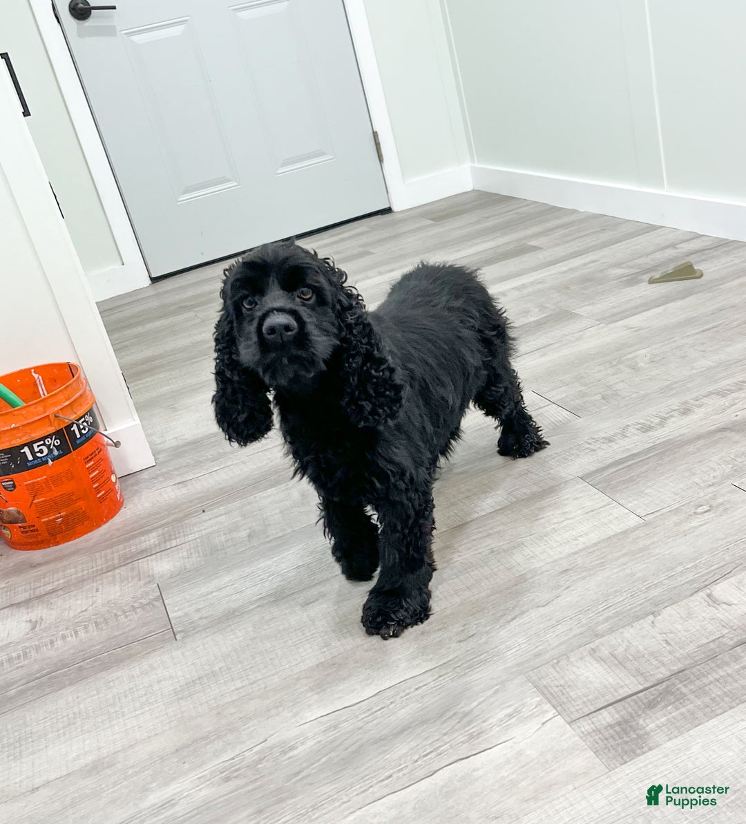 Cocker Spaniel dogs for sale: Lila - Ad 7