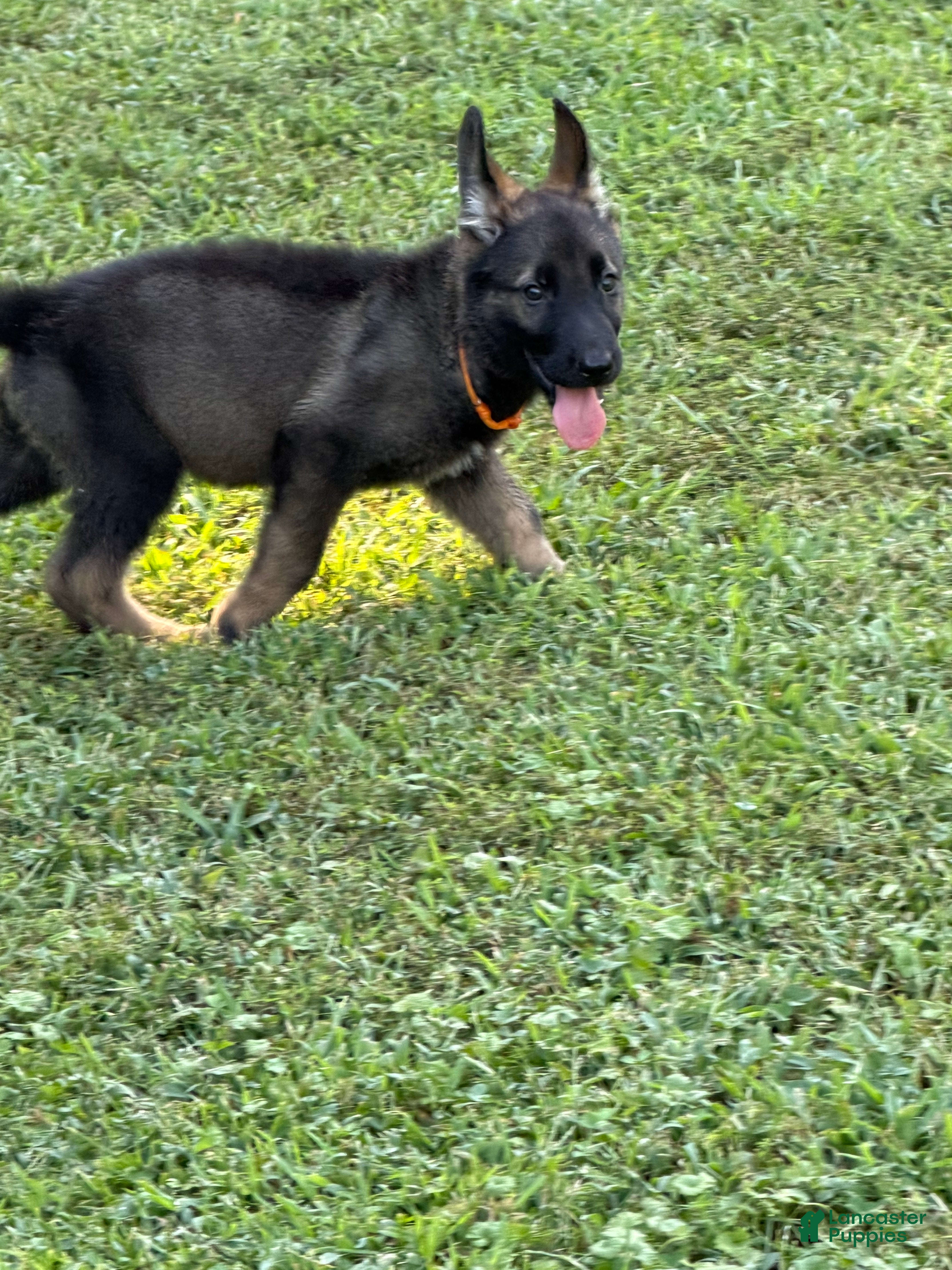 German Shepherd dogs German Shepherd Orange Collar - Ad 2