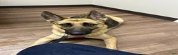 Mixed Breed dogs for sale: Princess - Ad 5