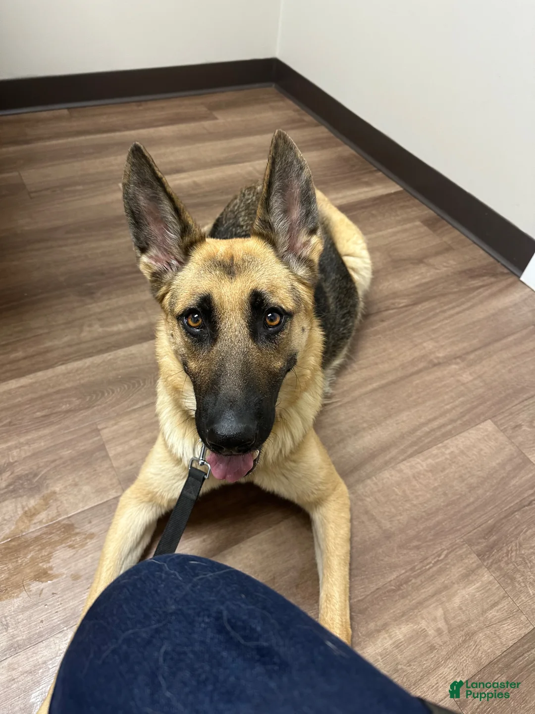 Mixed Breed dogs for sale: Princess - Ad 5