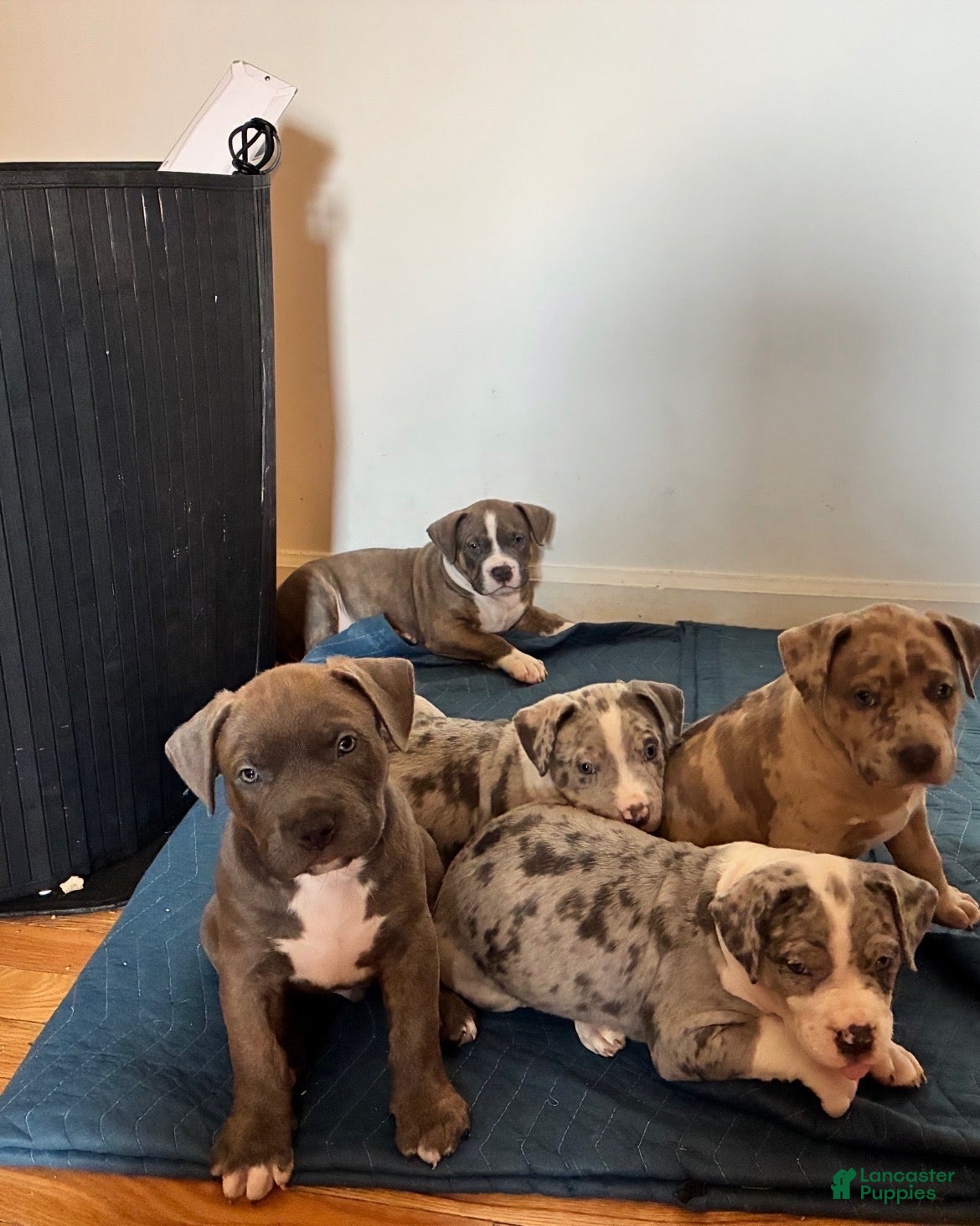 American Bully dogs American Bully (Male#4) - Ad 2