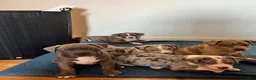 American Bully dogs for sale: American Bully (Male#4) - Ad 2