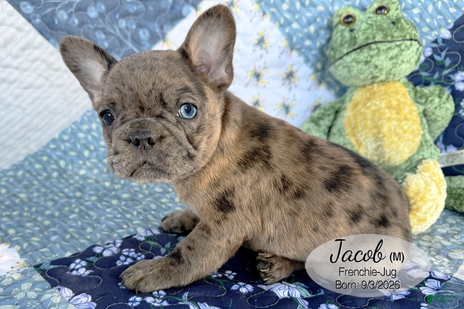 French Bulldog dogs for sale: Jacob - Ad 3