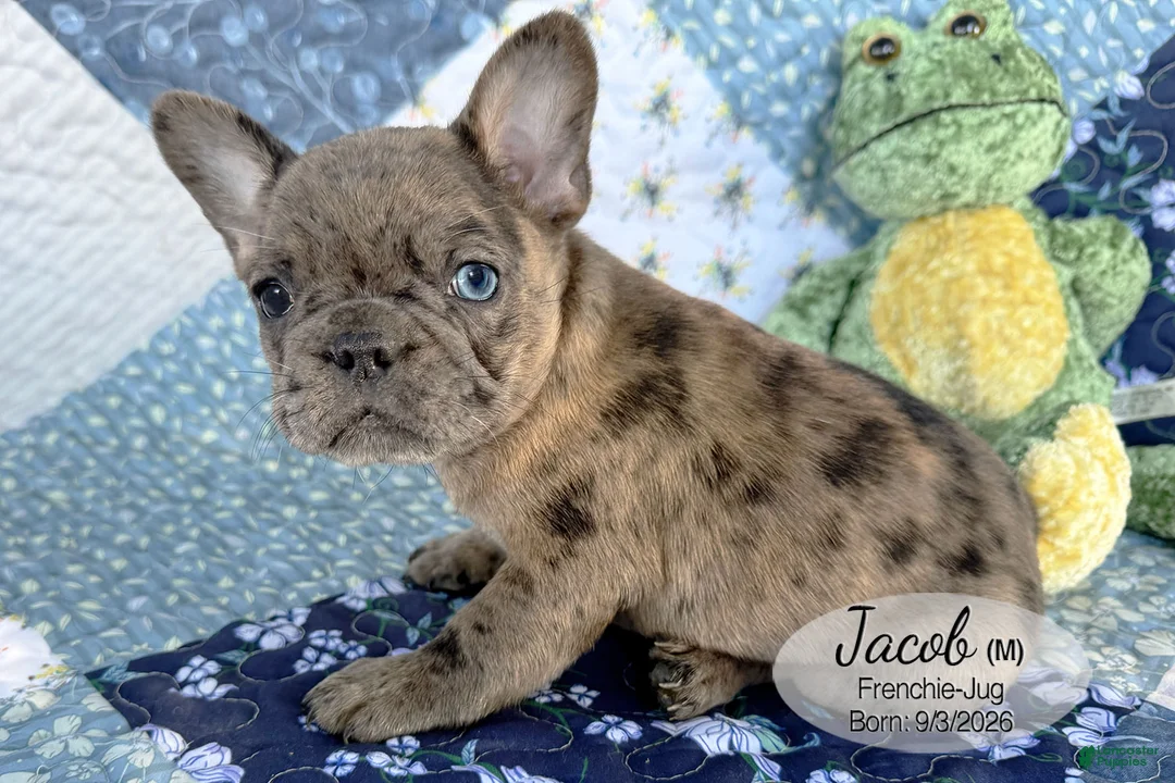 French Bulldog dogs for sale: Jacob - Ad 1
