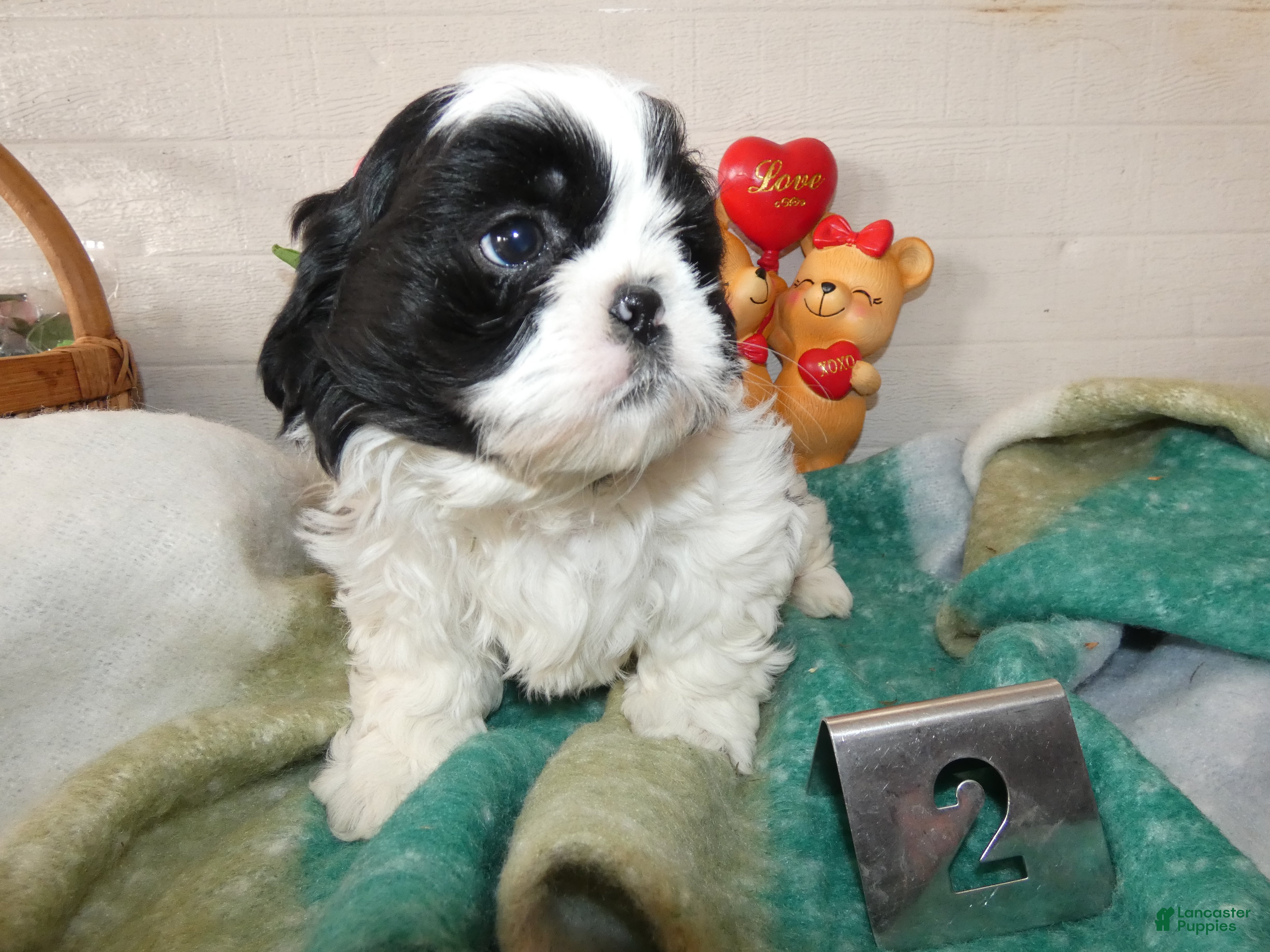 Shih Tzu dogs Shih Tzu Puppy 1 Milo - Ad 36