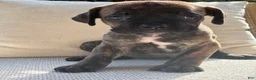 Cane Corso dogs for sale: Cane Corso Black Brindle  - Ad 2