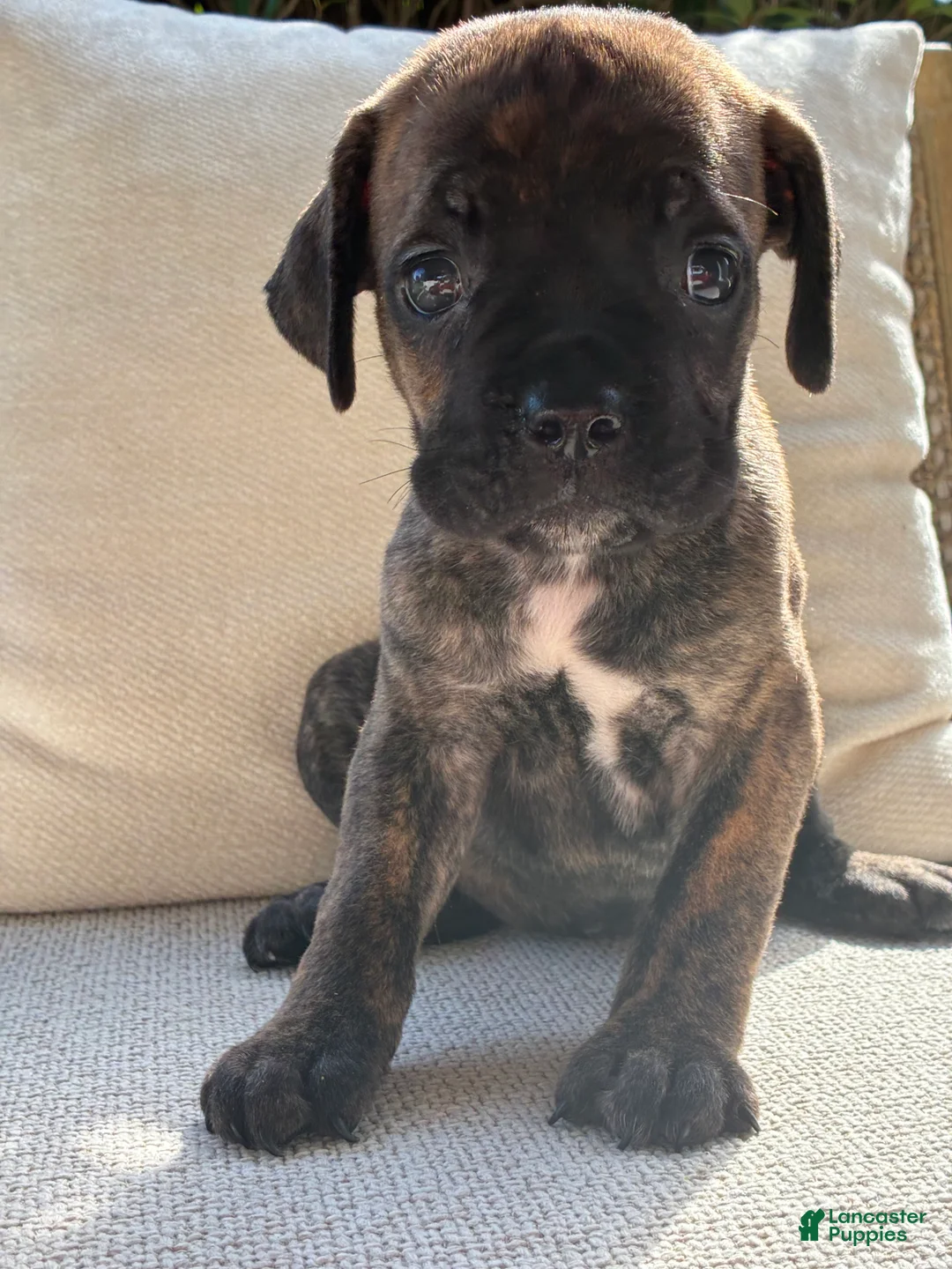 Cane Corso dogs for sale: Cane Corso Black Brindle  - Ad 2