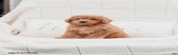 Miniature Poodle dogs for sale: Kersen - Ad 4