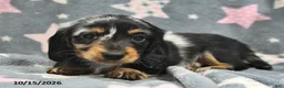 Miniature Dachshund dogs for sale: Stardust   - Ad 4