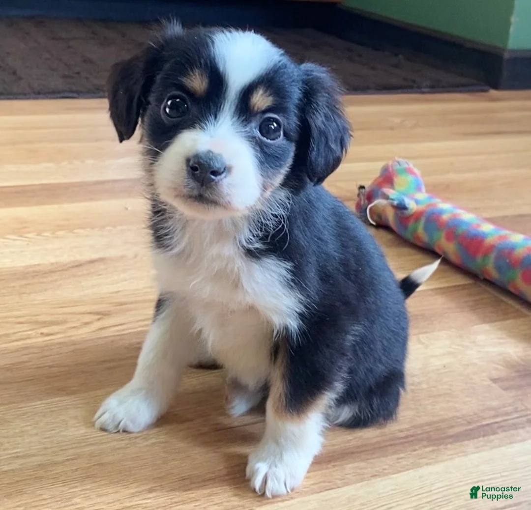 Mixed Breed dogs for sale: Tinsley - Ad 2