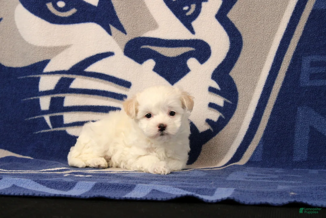 Maltipoo dogs for sale: Ivan - Ad 1