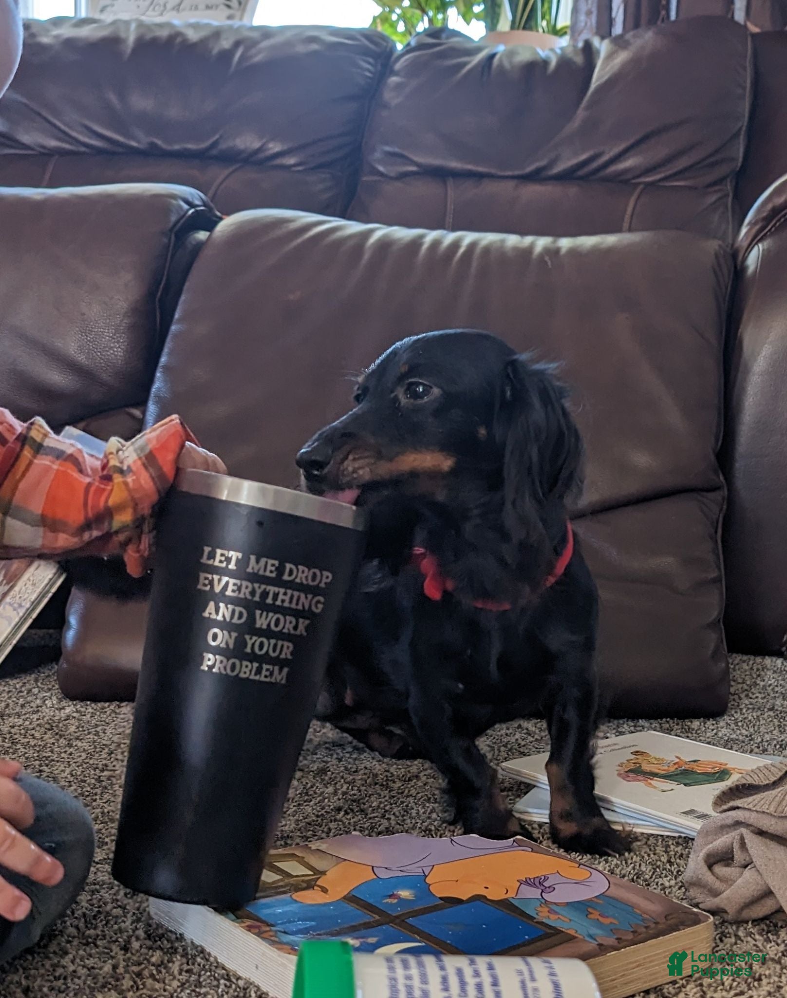 Miniature Dachshund dogs Miniature Dachshund 2 - Ad 2