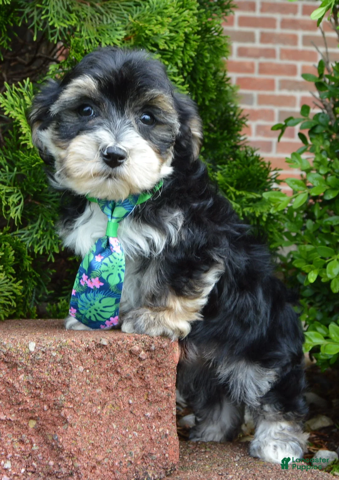 Yorkiepoo dogs for sale: Walter - Ad 1