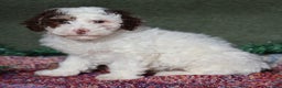 Miniature Poodle dogs for sale: Skipper - Ad 4