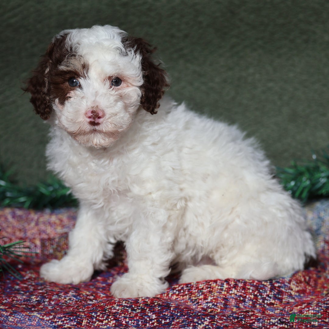 Miniature Poodle dogs for sale: Skipper - Ad 4