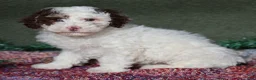 Miniature Poodle dogs for sale: Skipper - Ad 4