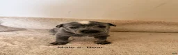 Australian Cattle Dog dogs for sale: Australian Cattle Dog 1 - Ad 2