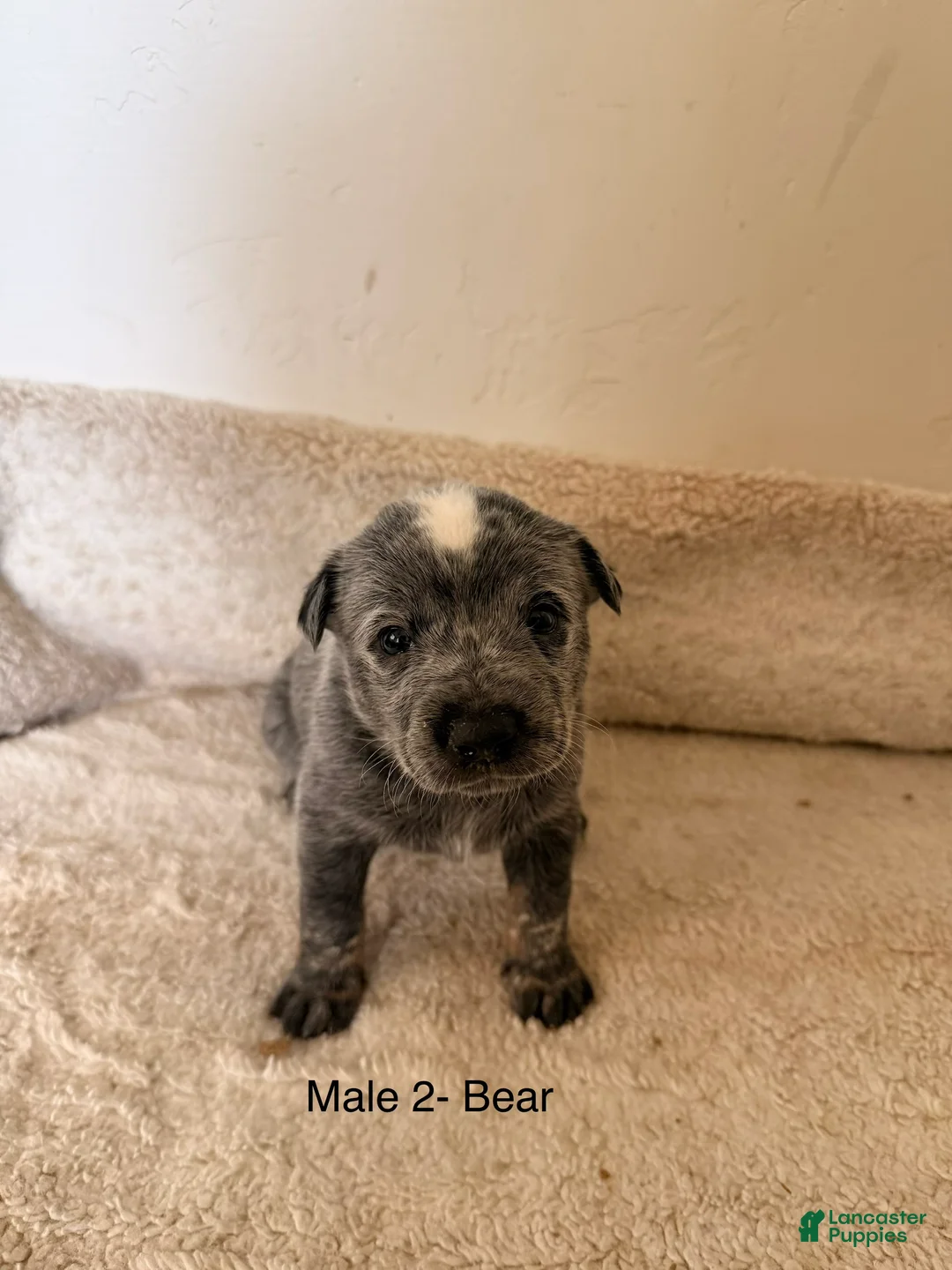 Australian Cattle Dog dogs for sale: Australian Cattle Dog 1 - Ad 2