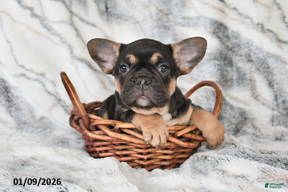 Mixed Breed dogs Nate - Ad 2