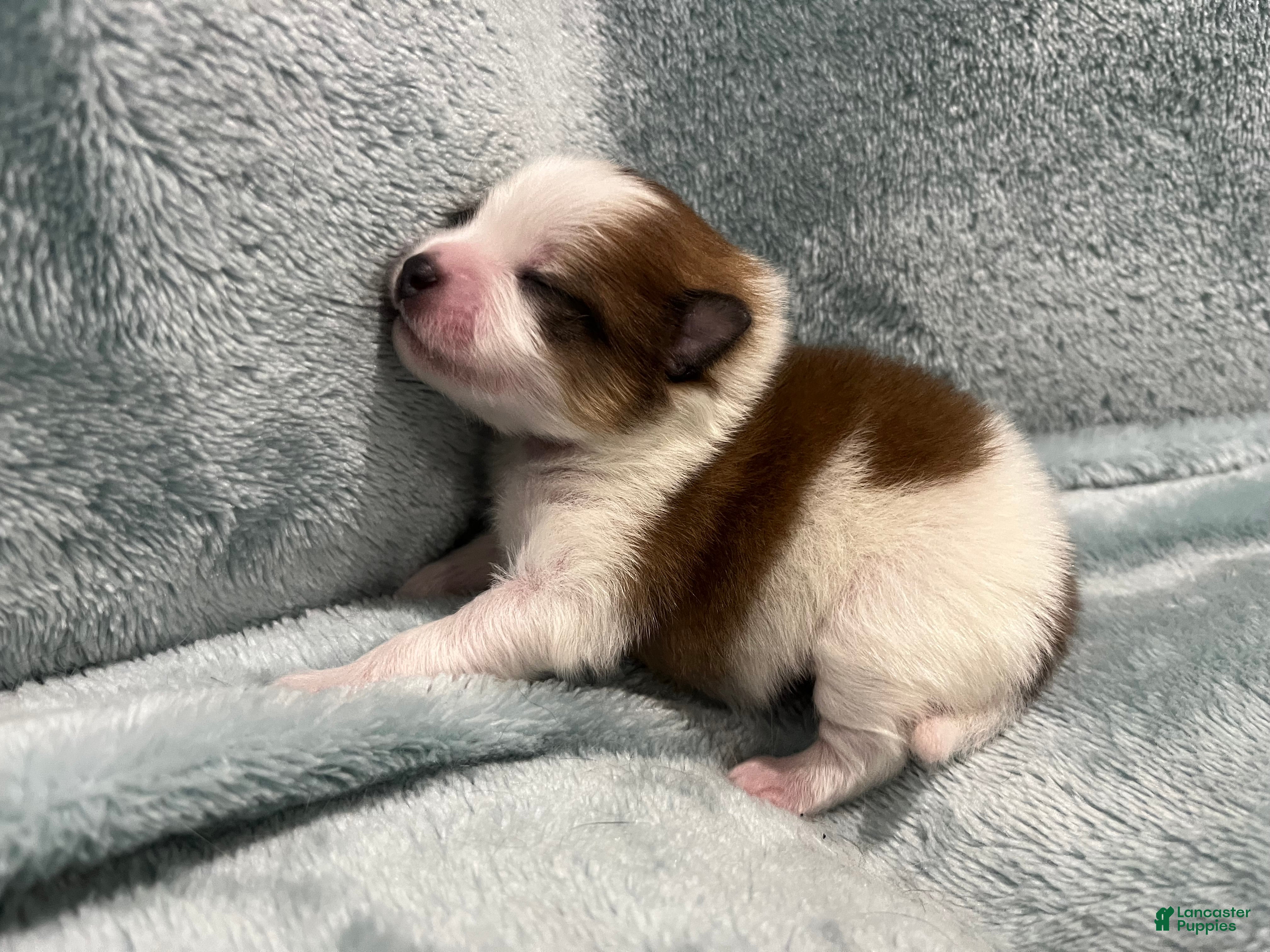 Pomeranian dogs Lovey - Ad 4